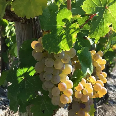 Weingut Claes Schmitt Erben *