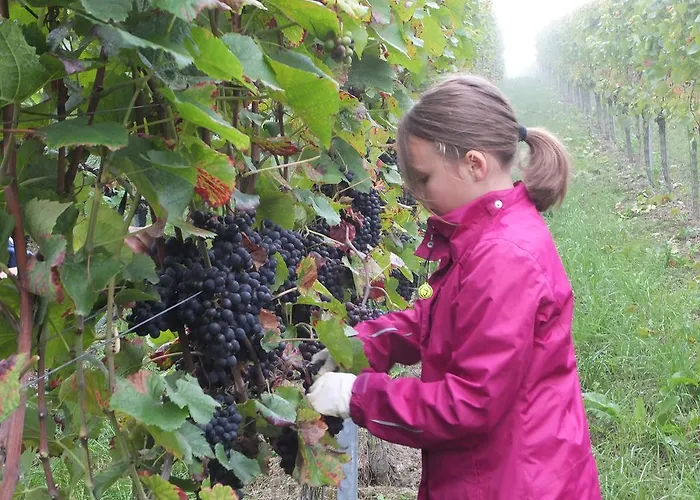 Claes Weinquartier - & Wein By Niko Schmitt