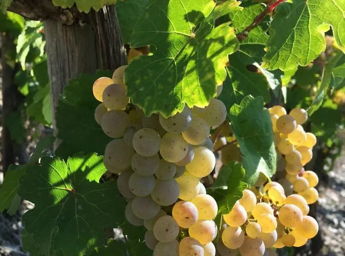 Claes Weinquartier - & Wein By Niko Schmitt *