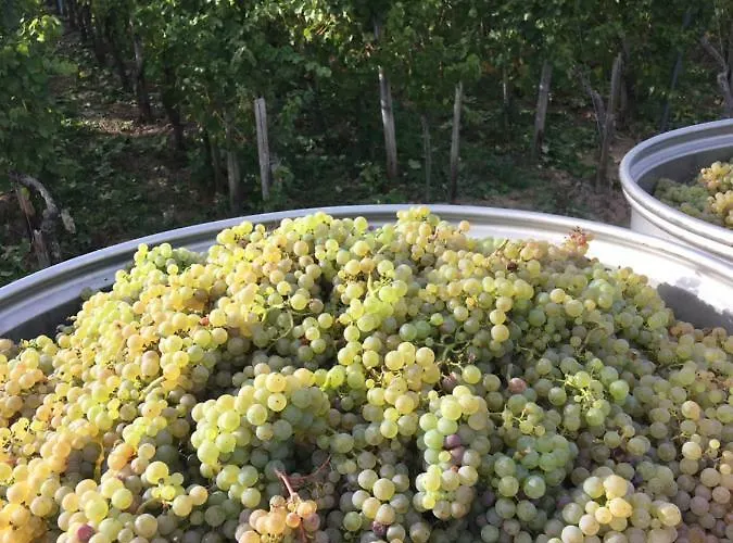 Claes Weinquartier - & Wein By Niko Schmitt * Trittenheim